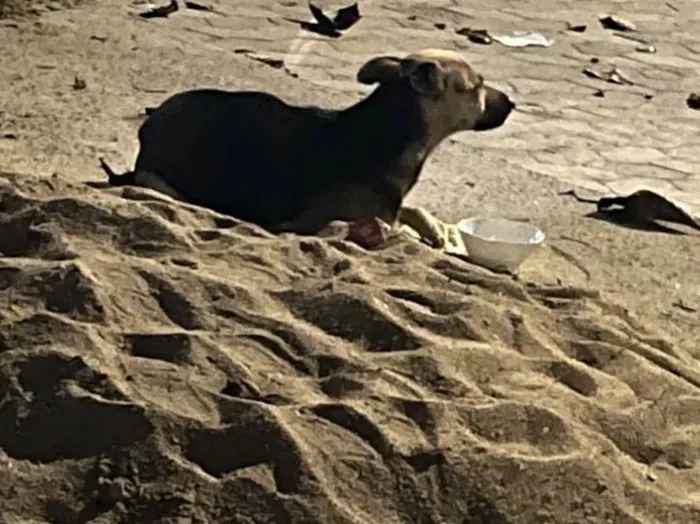 Cachorro ra a SRD-ViraLata idade 1 ano nome Não sei 