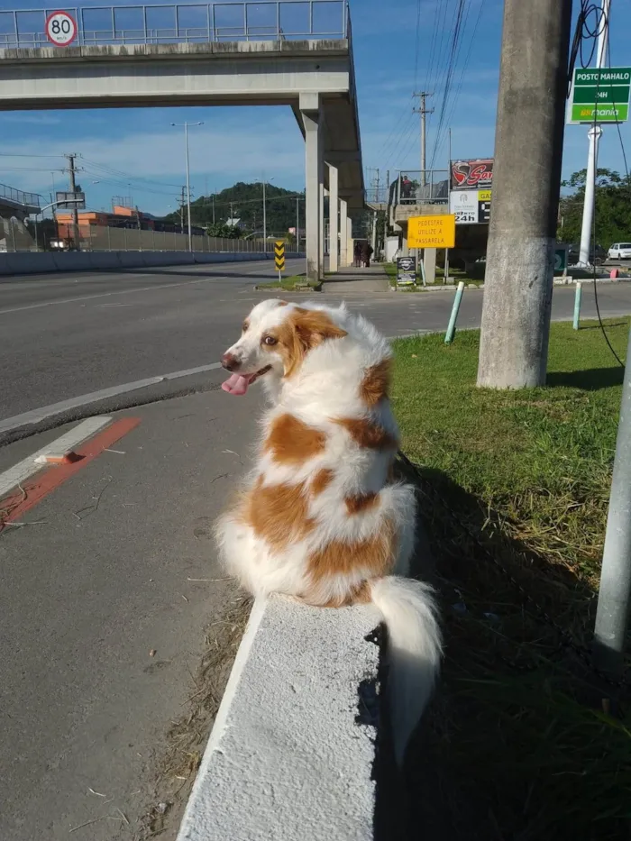 Cachorro ra a SRD-ViraLata idade 6 ou mais anos nome Bela