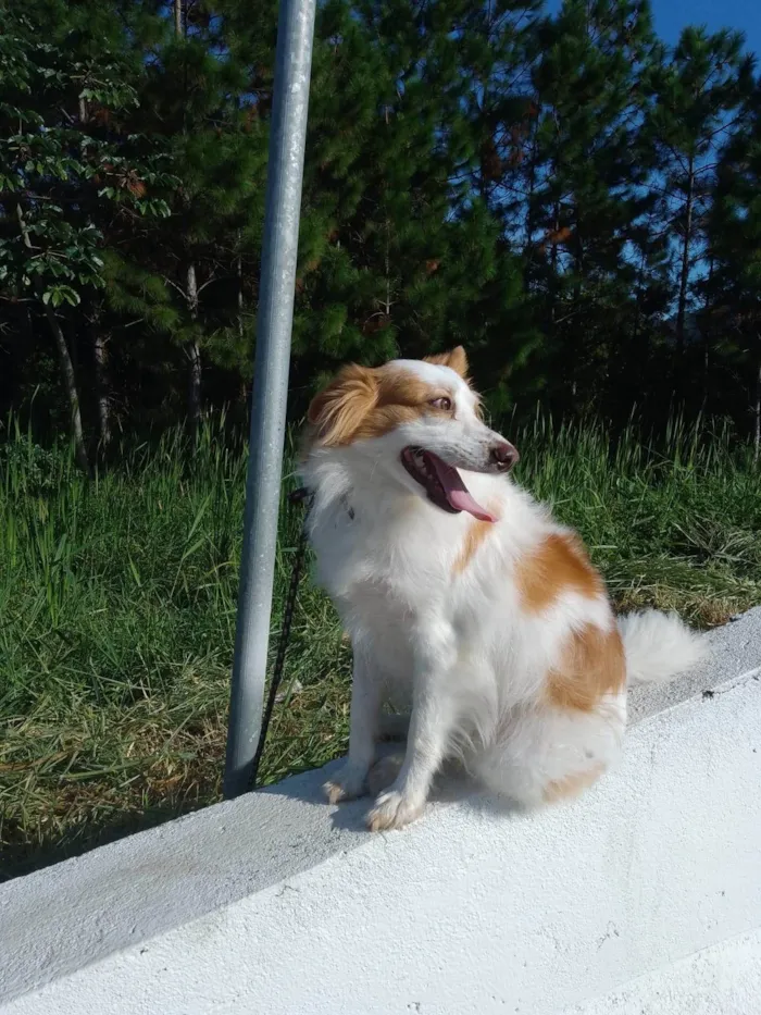 Cachorro ra a SRD-ViraLata idade 6 ou mais anos nome Bela