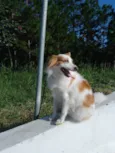 Bela