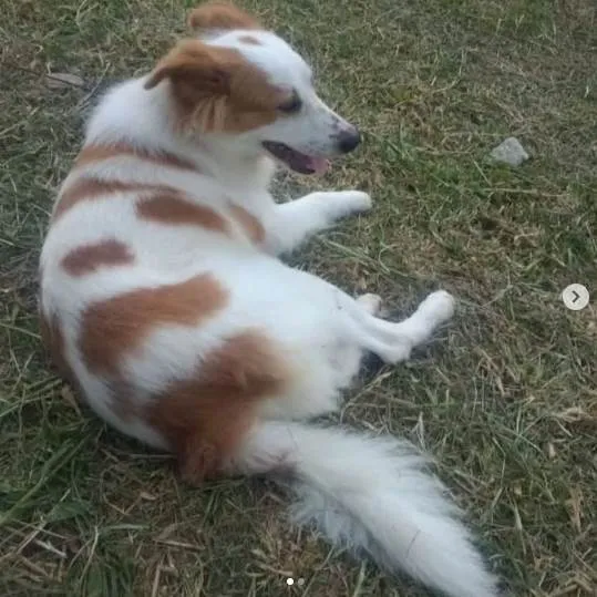 Cachorro ra a SRD-ViraLata idade 6 ou mais anos nome Bela