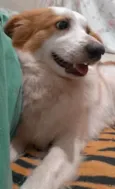Bela