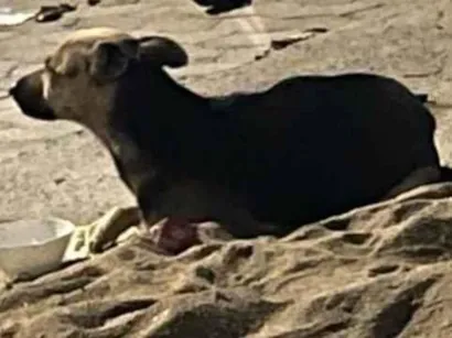 Cachorro raça SRD-ViraLata idade 1 ano nome Não sei 