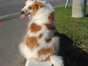 Cachorro raça SRD-ViraLata idade 6 ou mais anos nome Bela