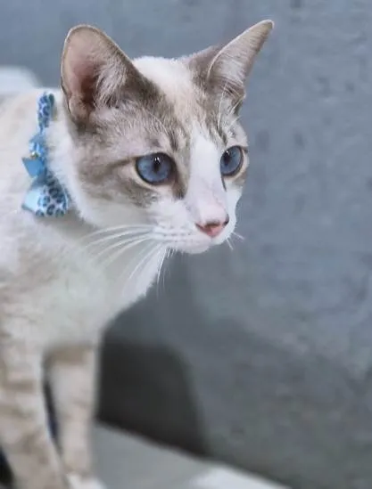 Gato ra a SRD-ViraLata idade 2 a 6 meses nome GILBERTO MIX