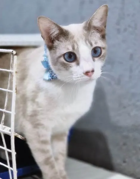 Gato ra a SRD-ViraLata idade 2 a 6 meses nome GILBERTO MIX