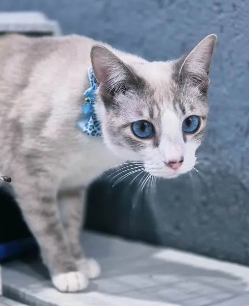 Gato ra a SRD-ViraLata idade 2 a 6 meses nome GILBERTO MIX