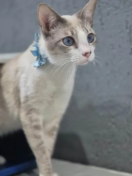 Gato ra a SRD-ViraLata idade 2 a 6 meses nome GILBERTO MIX