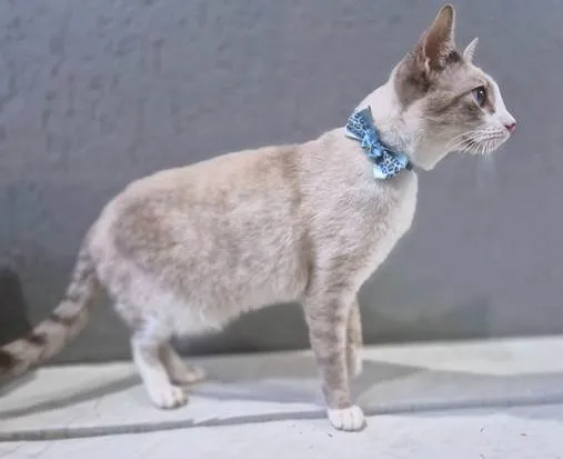 Gato ra a SRD-ViraLata idade 2 a 6 meses nome GILBERTO MIX