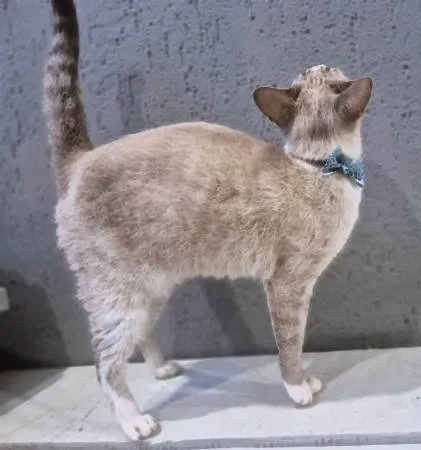 Gato ra a SRD-ViraLata idade 2 a 6 meses nome GILBERTO MIX