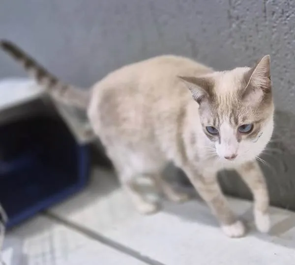 Gato ra a SRD-ViraLata idade 2 a 6 meses nome GILBERTO MIX