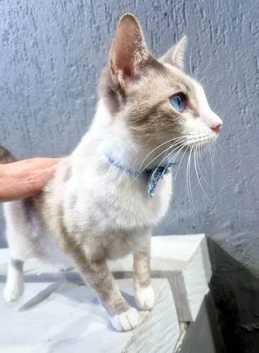 Gato ra a SRD-ViraLata idade 2 a 6 meses nome GILBERTO MIX