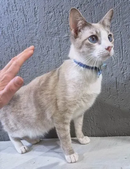 Gato ra a SRD-ViraLata idade 2 a 6 meses nome GILBERTO MIX