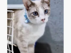 Gato raça SRD-ViraLata idade 2 a 6 meses nome GILBERTO MIX