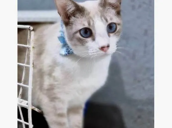 Gato ra a SRD-ViraLata idade 2 a 6 meses nome GILBERTO MIX