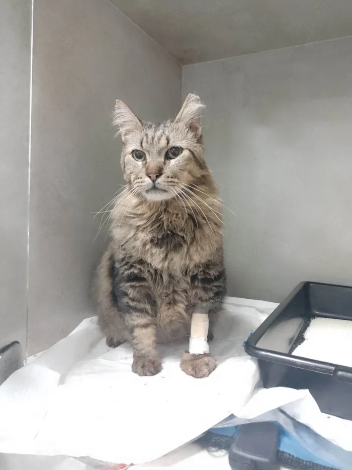 Gato ra a Angorá idade 6 ou mais anos nome Félix 