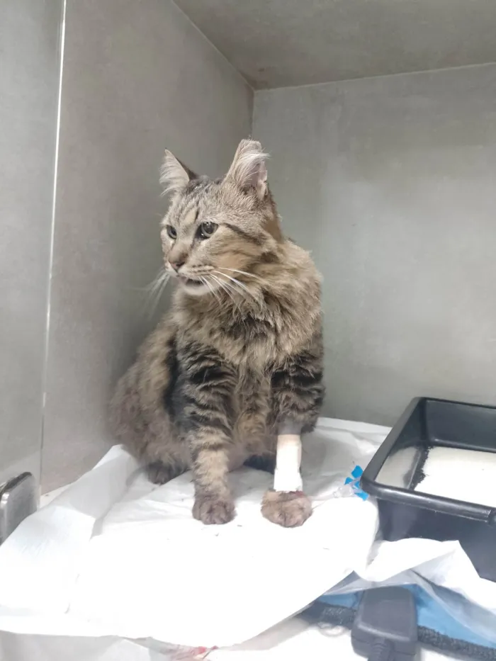 Gato ra a Angorá idade 6 ou mais anos nome Félix 