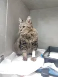 Félix