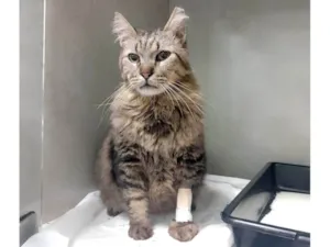 Gato raça Angorá idade 6 ou mais anos nome Félix 