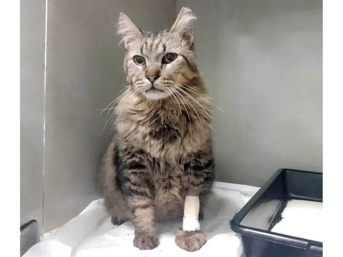 Gato ra a Angorá idade 6 ou mais anos nome Félix 