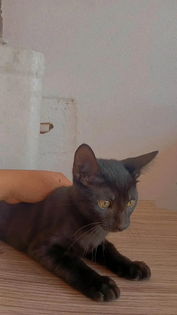 Gato ra a SRD-ViraLata idade 2 a 6 meses nome Salém 