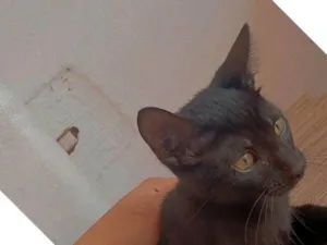Gato raça SRD-ViraLata idade 2 a 6 meses nome Salém 