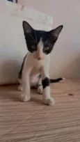 Frajola