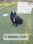 Dobi