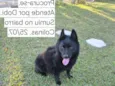 Dobi