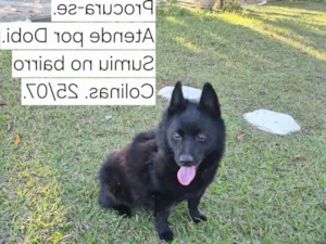 Cachorro raça SRD-ViraLata idade 6 ou mais anos nome Dobi