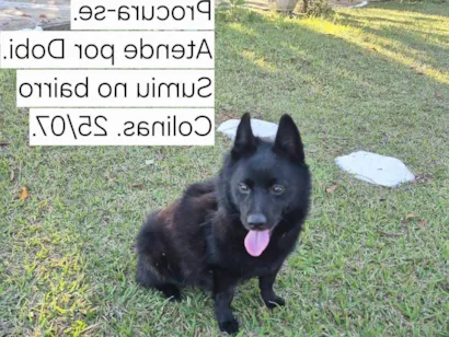 Cachorro raça SRD-ViraLata idade 6 ou mais anos nome Dobi