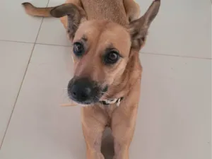 Cachorro raça SRD-ViraLata idade 6 ou mais anos nome Jenni