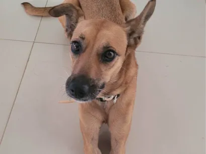 Cachorro raça SRD-ViraLata idade 6 ou mais anos nome Jenni