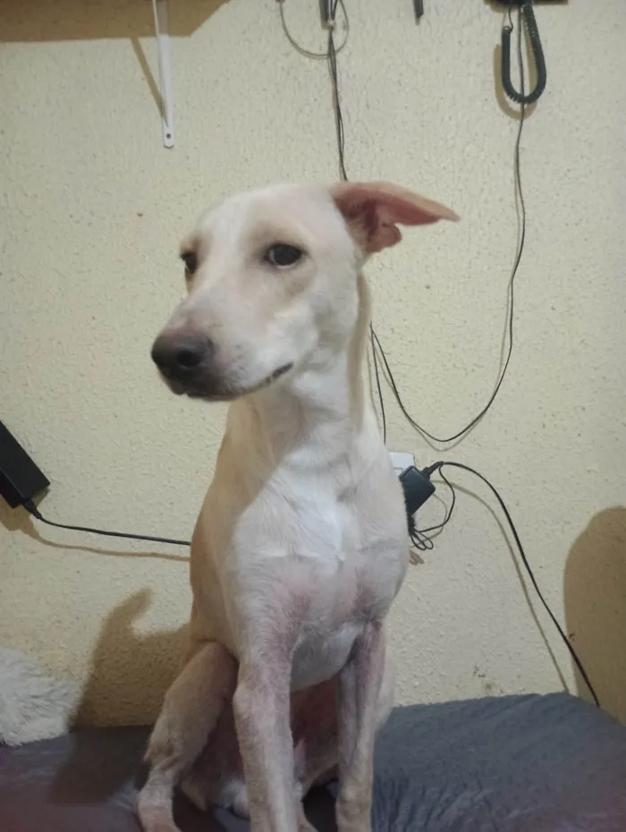 Cachorro ra a SRD-ViraLata idade 7 a 11 meses nome pudim