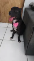 Pandora