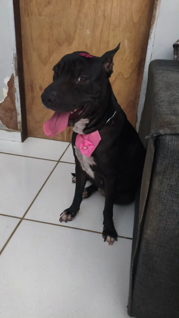 Cachorro ra a Pit-Bull idade 5 anos nome Pandora