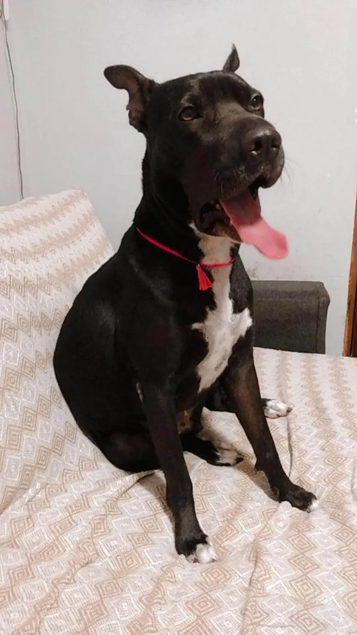 Cachorro ra a Pit-Bull idade 5 anos nome Pandora
