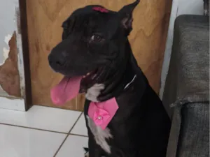 Cachorro raça Pit-Bull idade 5 anos nome Pandora