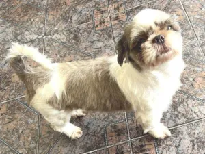 Cachorro raça Shitzu idade 6 ou mais anos nome Malú