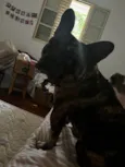 Maya
