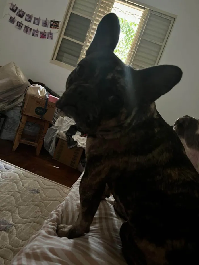 Cachorro ra a Bulldog idade 6 ou mais anos nome Maya