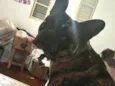 Maya
