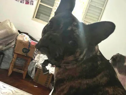 Cachorro raça Bulldog idade 6 ou mais anos nome Maya