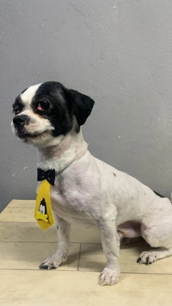 Cachorro ra a Lhasa Apso idade 2 anos nome Pipoca