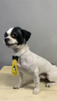 Pipoca