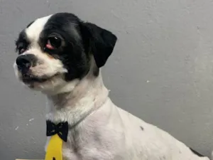 Cachorro raça Lhasa Apso idade 2 anos nome Pipoca