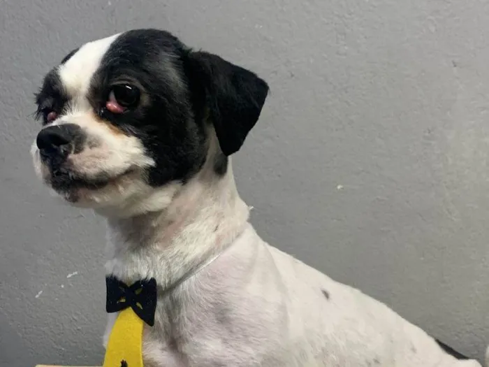 Cachorro ra a Lhasa Apso idade 2 anos nome Pipoca