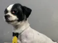 Pipoca