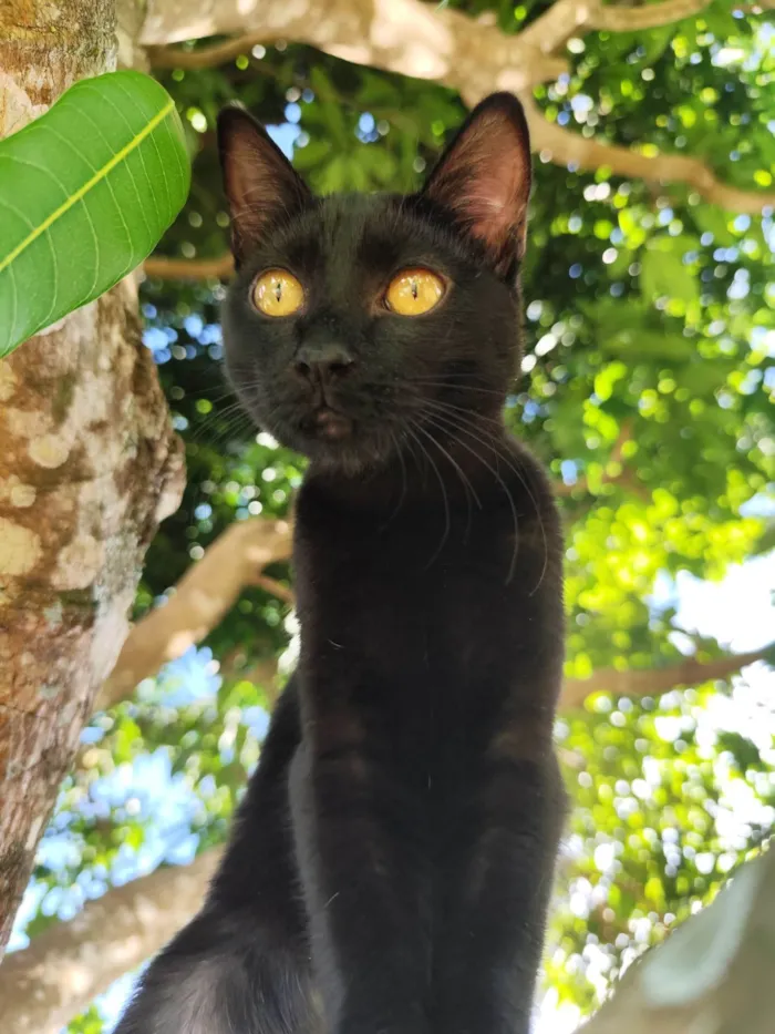 Gato ra a SRD-ViraLata idade 2 a 6 meses nome Magia