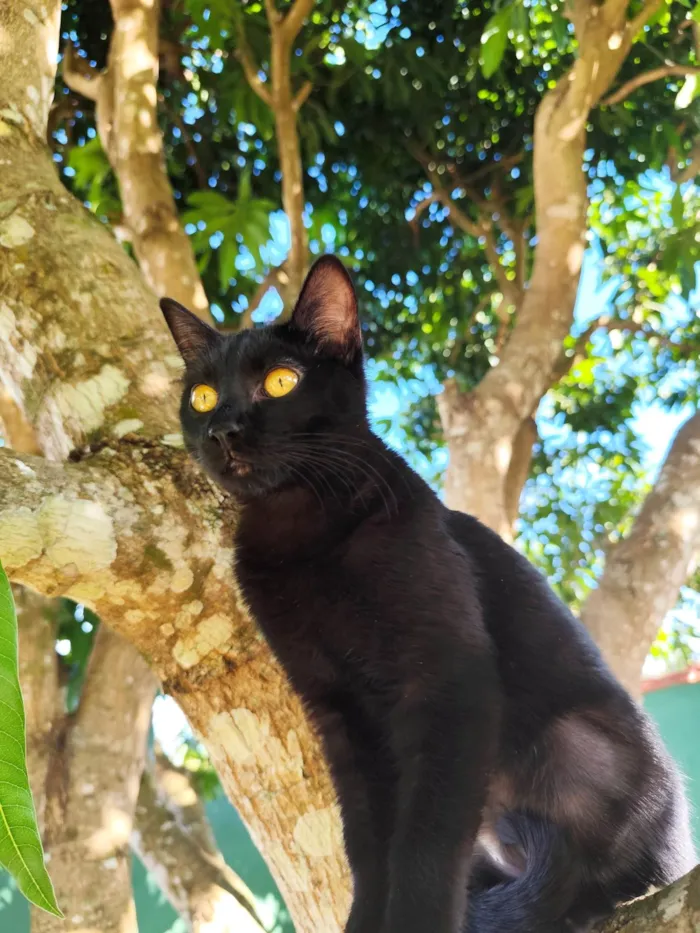 Gato ra a SRD-ViraLata idade 2 a 6 meses nome Magia